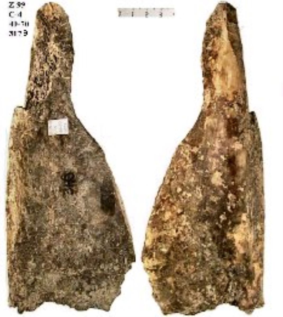 Netezitor pe fragment de os plat