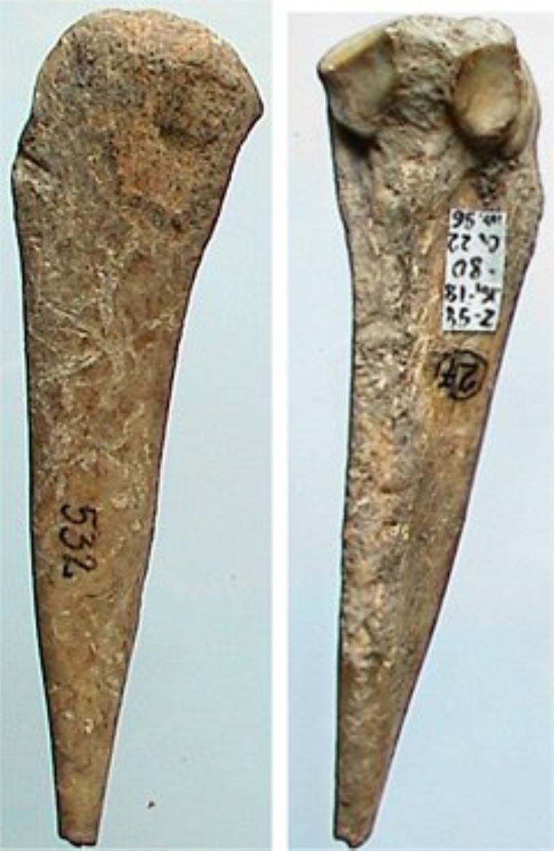 Vârf pe fragment diafizar de os lung