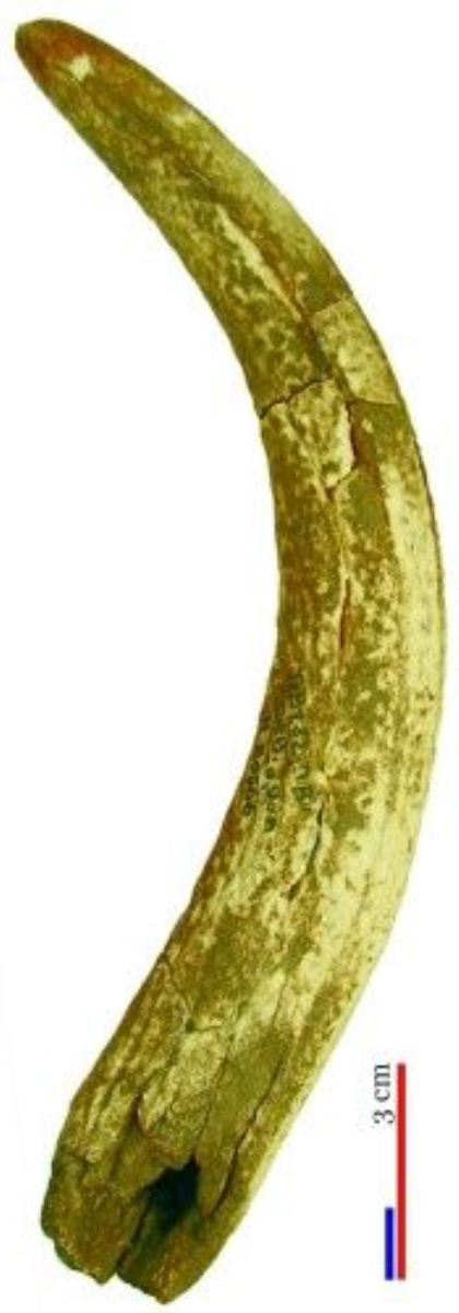 corn de cerb/materie primă/scurmător