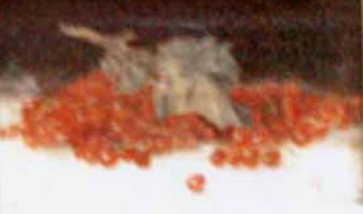 Coacăze