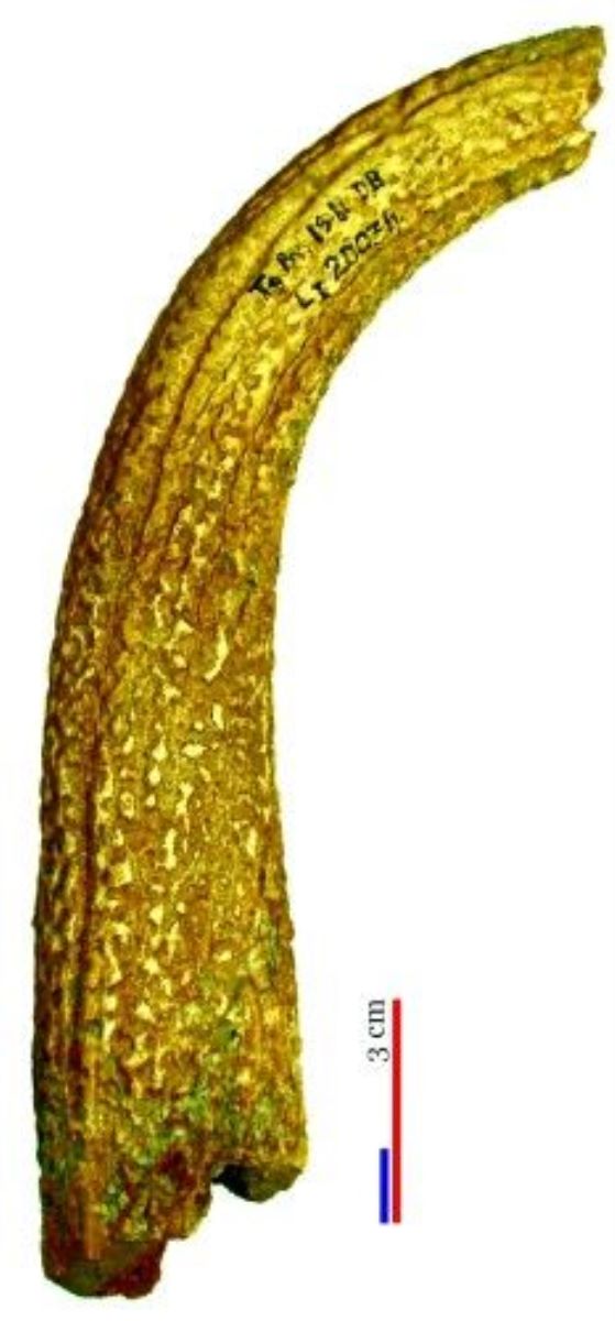 corn de cerb/materie primă
