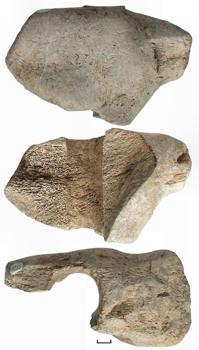 săpăligă