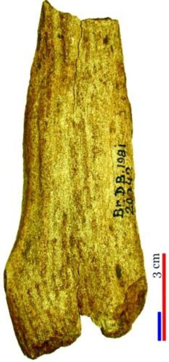 corn de cerb/deșeu