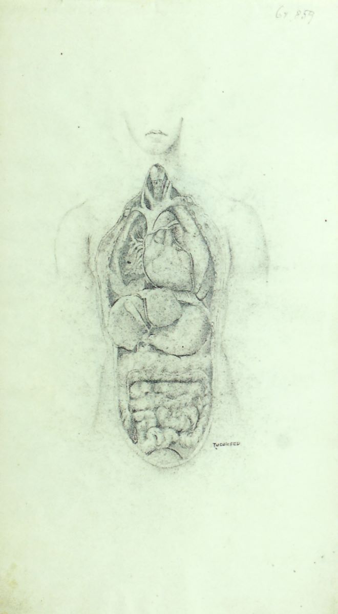 Desen anatomic - aparatul digestiv