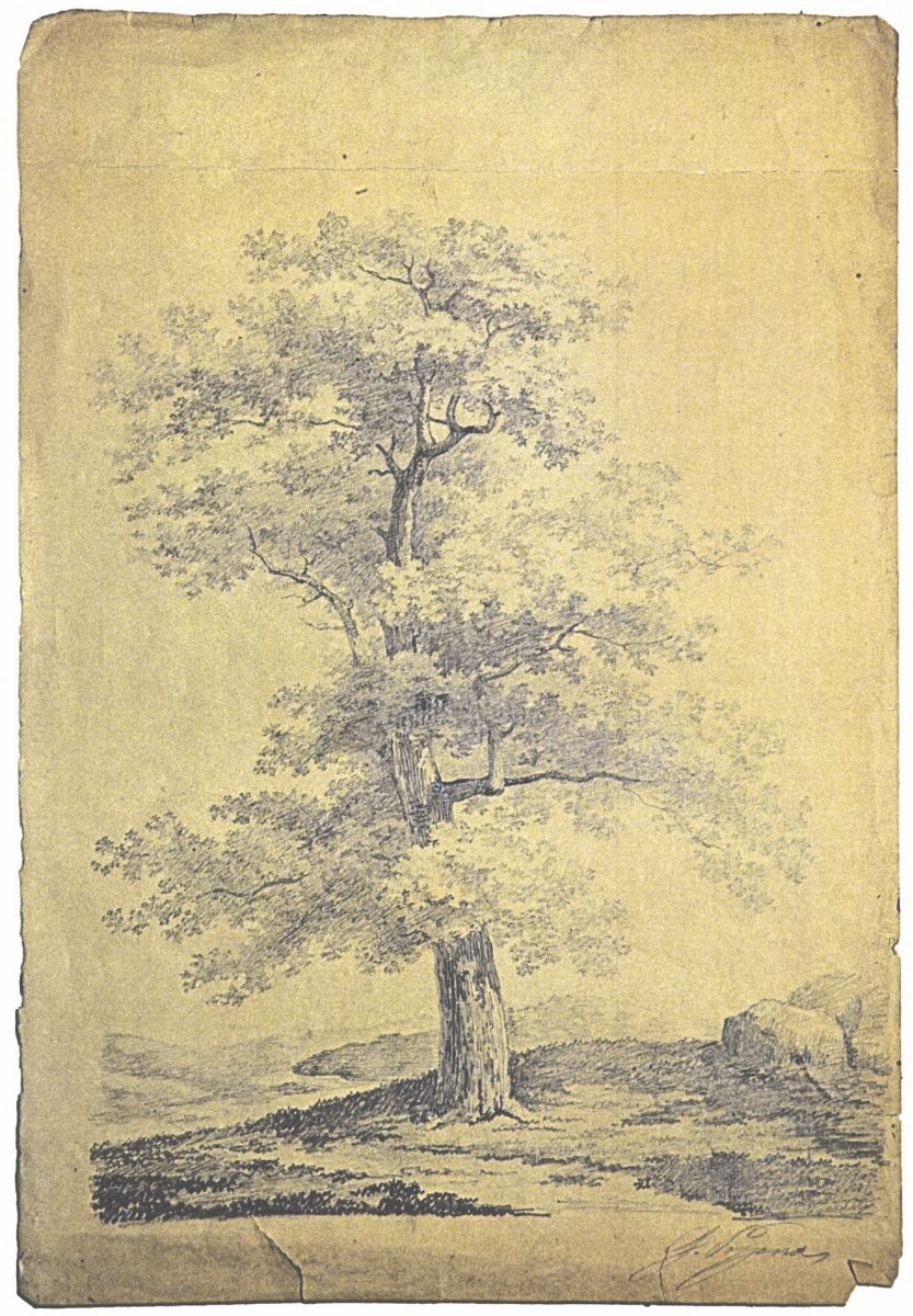 Studiu de copac