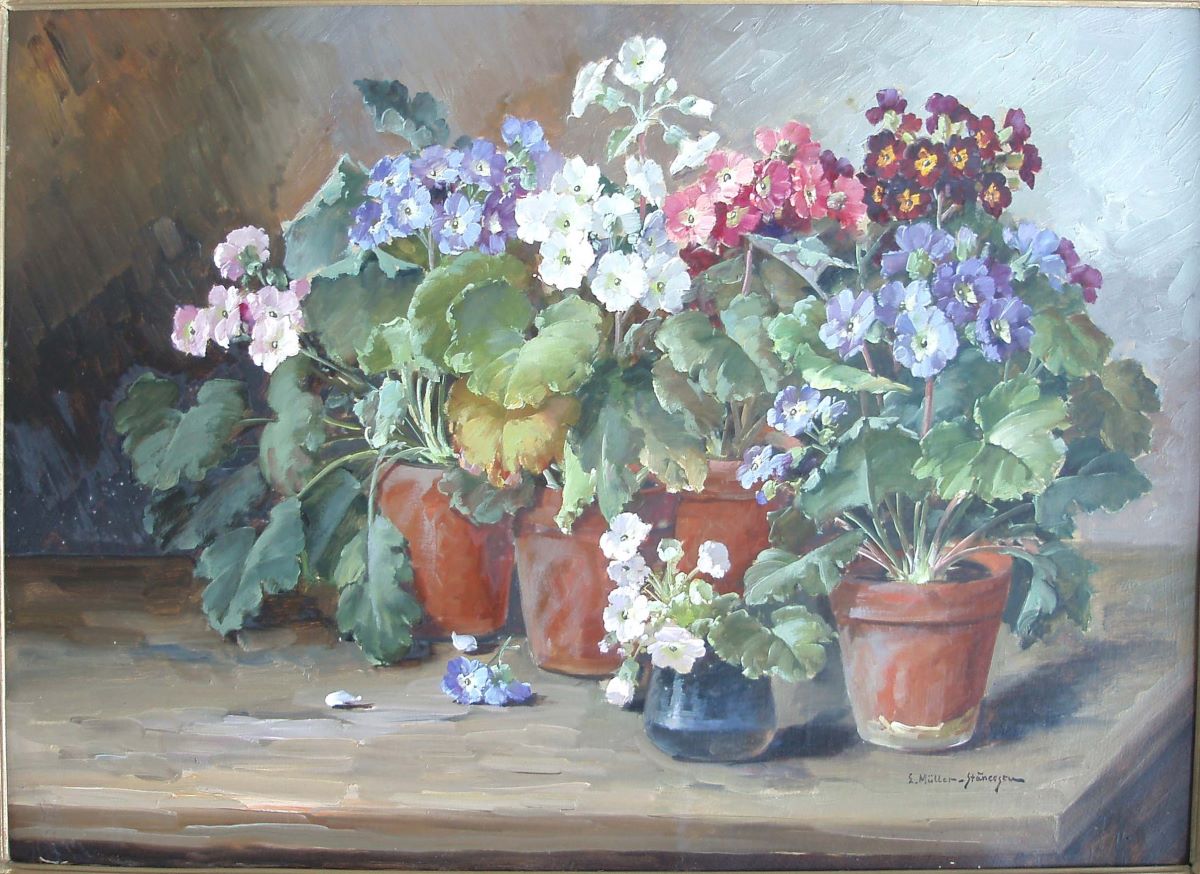 Flori (primule)